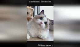 小猫咪的视频,小猫咪视频集锦