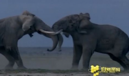 动物性行为视频大全,视频大全中的自然奇观