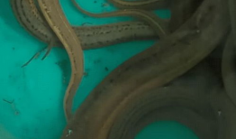 黄鳝视频,探寻水底生物的神秘生活